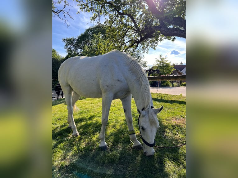 Lipizzaner Merrie 18 Jaar 152 cm Schimmel in Neulengbach