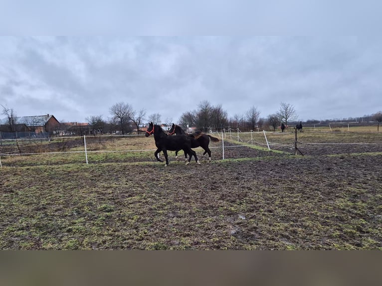 Lipizzaner Merrie 1 Jaar 165 cm Zwart in Strizivojna