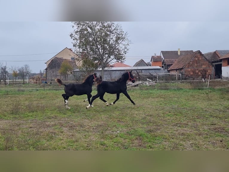 Lipizzaner Merrie 1 Jaar 165 cm Zwart in Strizivojna