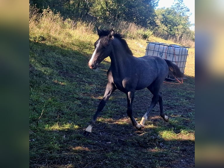 Lipizzaner Merrie 1 Jaar Zwartschimmel in KOZINA