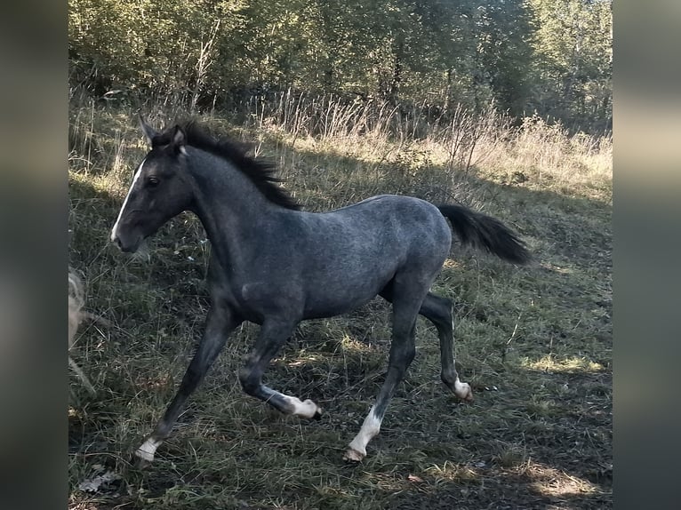 Lipizzaner Merrie 1 Jaar Zwartschimmel in KOZINA