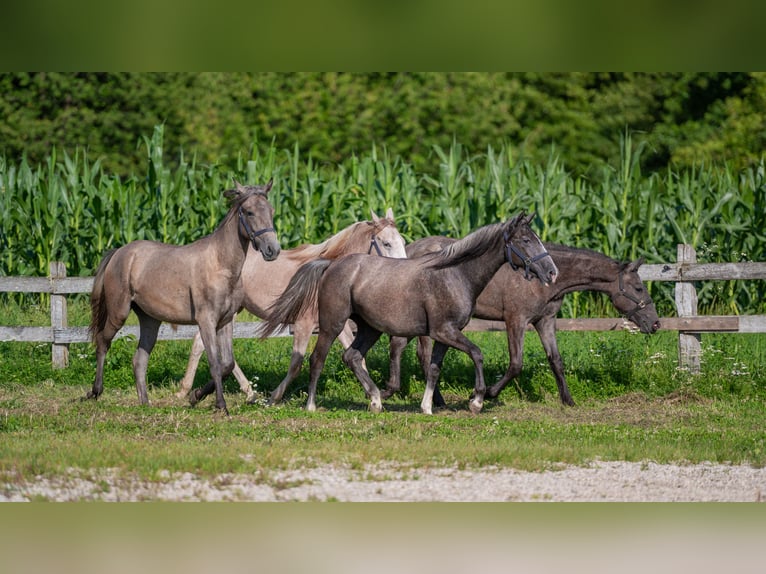 Lipizzaner Merrie 1 Jaar Zwartschimmel in Šentjernej