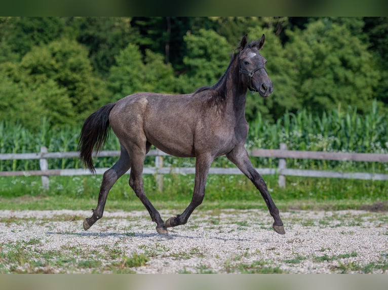 Lipizzaner Merrie 1 Jaar Zwartschimmel in Šentjernej