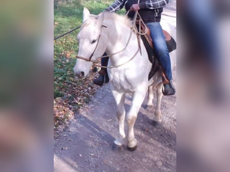 Lipizzaner Merrie 21 Jaar 155 cm Schimmel in Leidersbach