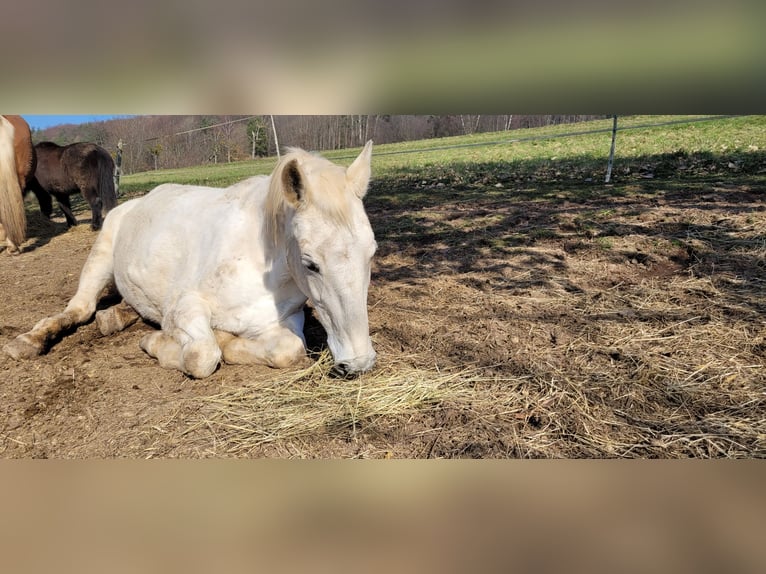 Lipizzaner Merrie 21 Jaar 155 cm Schimmel in Leidersbach