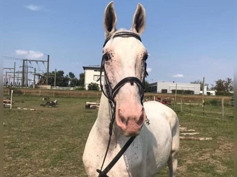 Lipizzaner Merrie 24 Jaar 160 cm Schimmel in Ebreichsdorf
