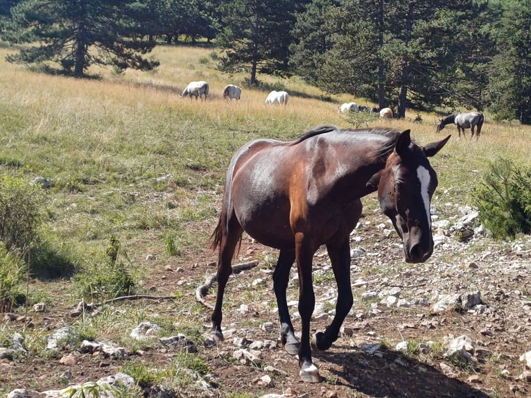 Lipizzaner Merrie 2 Jaar 151 cm Bruin in kozina