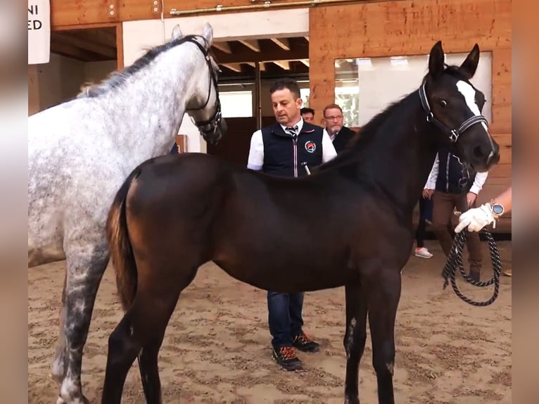 Lipizzaner Merrie 2 Jaar 151 cm Bruin in kozina