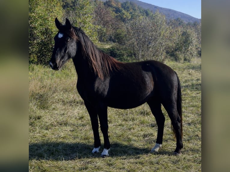 Lipizzaner Merrie 2 Jaar 151 cm Donkerbruin in Kozina