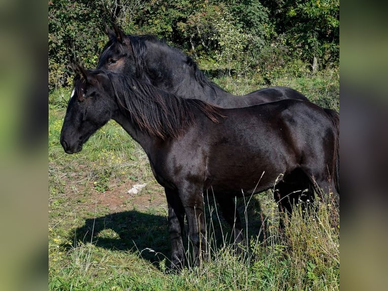 Lipizzaner Merrie 2 Jaar 151 cm Donkerbruin in Kozina