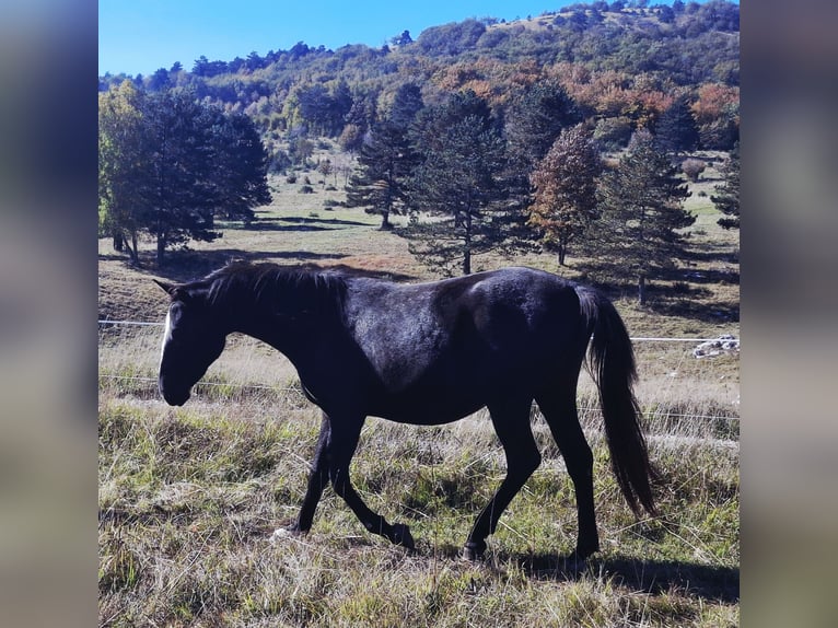 Lipizzaner Merrie 2 Jaar 153 cm Bruin in kozina
