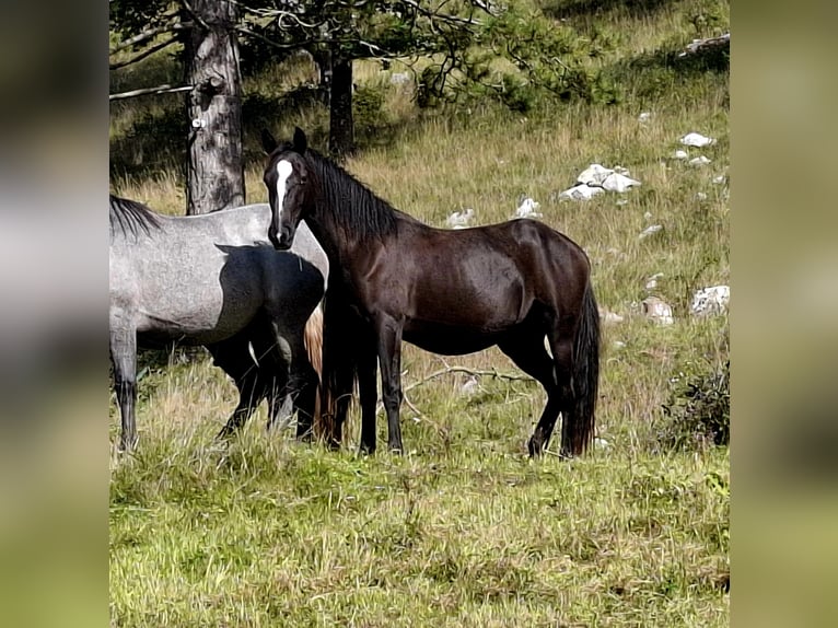 Lipizzaner Merrie 2 Jaar 153 cm Bruin in kozina