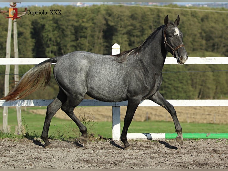 Lipizzaner Merrie 2 Jaar 158 cm Schimmel in Trnovska vas