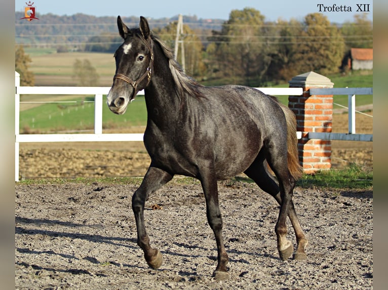 Lipizzaner Merrie 2 Jaar 160 cm Schimmel in Trnovska vas