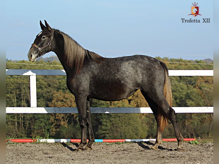 Lipizzaner Merrie 2 Jaar 160 cm Schimmel in Trnovska vas