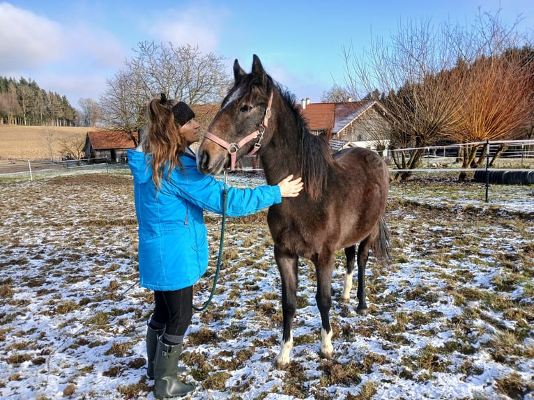 Lipizzaner Merrie 2 Jaar kan schimmel zijn in Mehrnbach