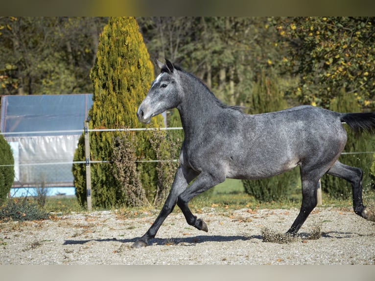 Lipizzaner Merrie 3 Jaar 150 cm Schimmel in Ptuj