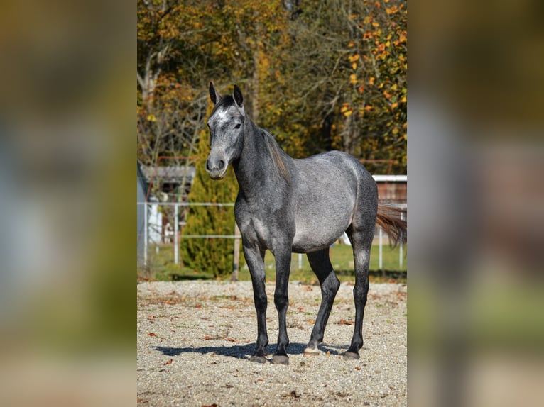 Lipizzaner Merrie 3 Jaar 150 cm Schimmel in Ptuj