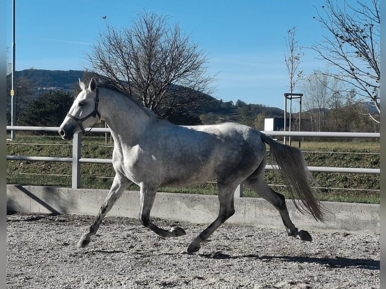 Lipizzaner Merrie 3 Jaar 159 cm Schimmel in Ajdov&#x161;&#x10D;ina