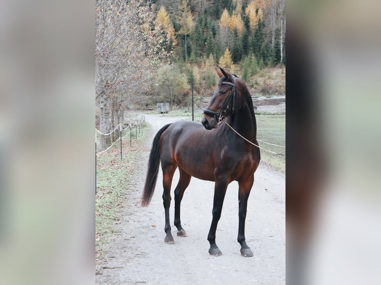 Lipizzaner Merrie 3 Jaar 160 cm Roodbruin in Ptuj