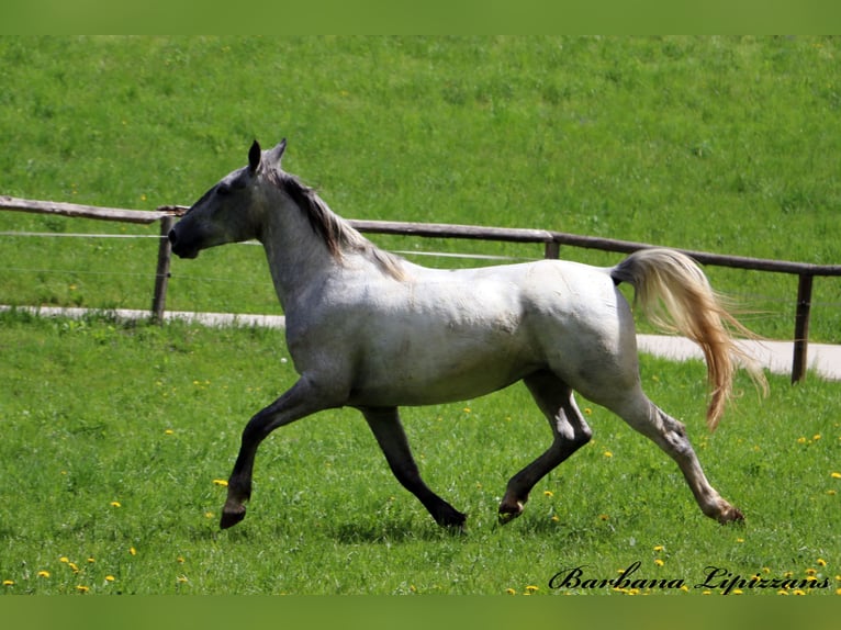 Lipizzaner Merrie 3 Jaar 162 cm Schimmel in radovljica