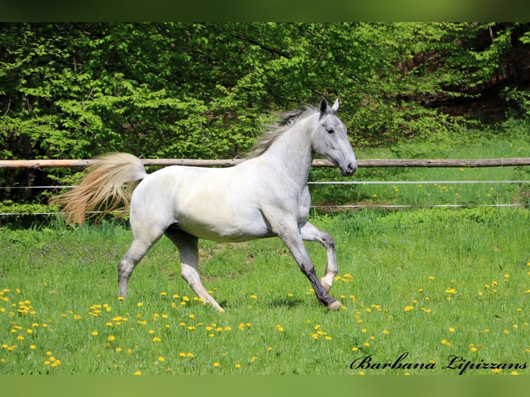 Lipizzaner Merrie 3 Jaar 162 cm Schimmel in radovljica