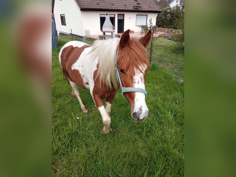 Lipizzaner Mix Merrie 4 Jaar 136 cm Gevlekt-paard in Ober-Ramstadt