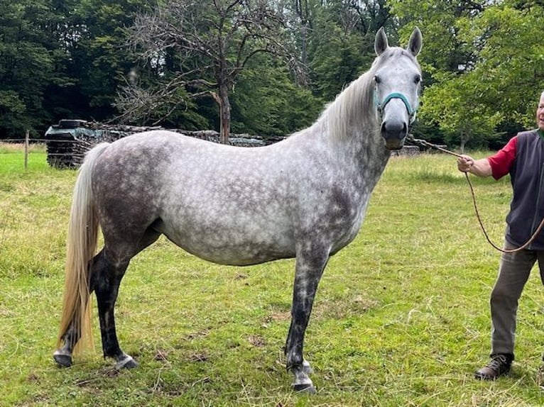 Lipizzaner Merrie 4 Jaar 147 cm Schimmel in LEMBACH