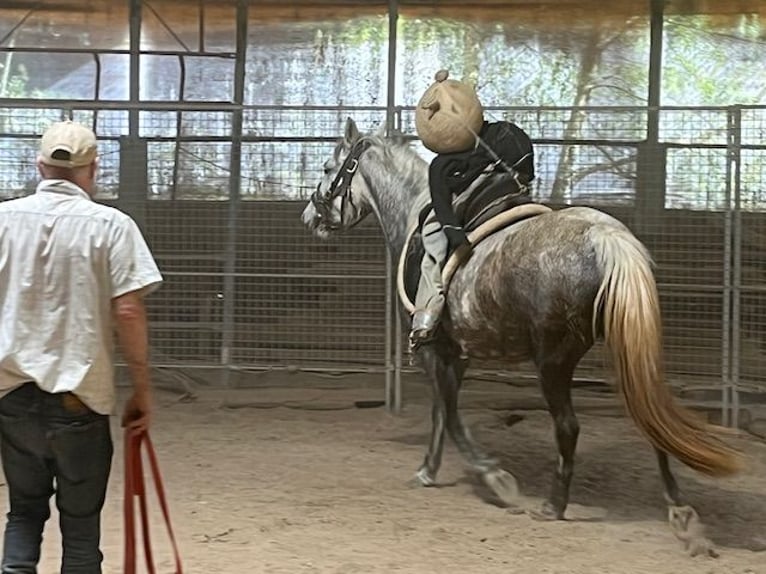 Lipizzaner Merrie 4 Jaar 147 cm Schimmel in LEMBACH