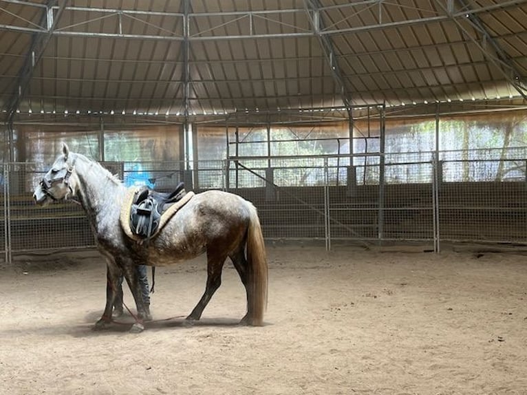 Lipizzaner Merrie 4 Jaar 147 cm Schimmel in LEMBACH