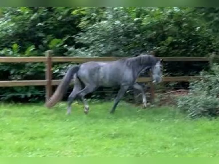 Lipizzaner Merrie 4 Jaar 150 cm Blauwschimmel in Aalter