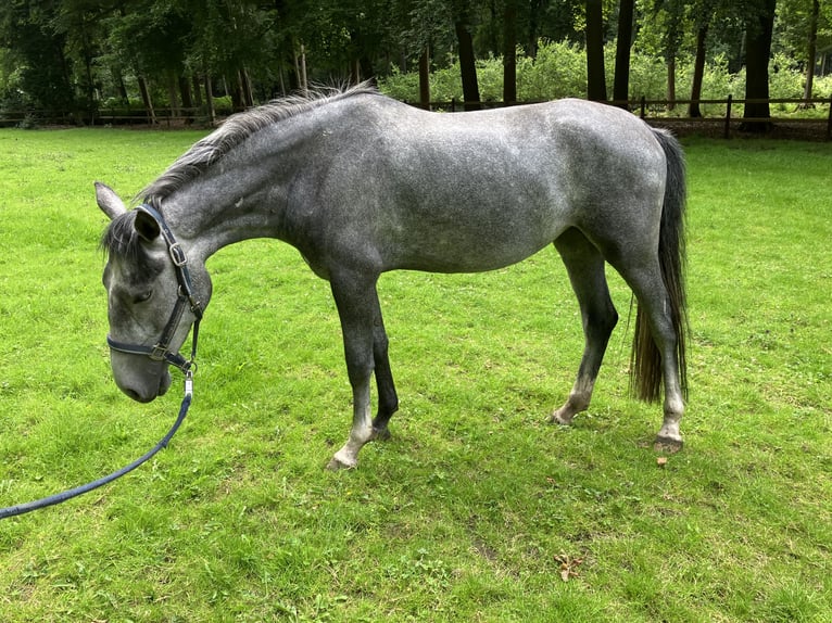 Lipizzaner Merrie 4 Jaar 150 cm Blauwschimmel in Aalter