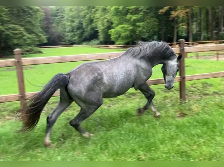 Lipizzaner Merrie 4 Jaar 150 cm Blauwschimmel in Aalter