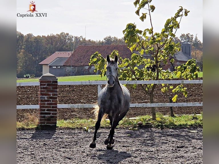 Lipizzaner Merrie 4 Jaar 152 cm Schimmel in Trnovska vas