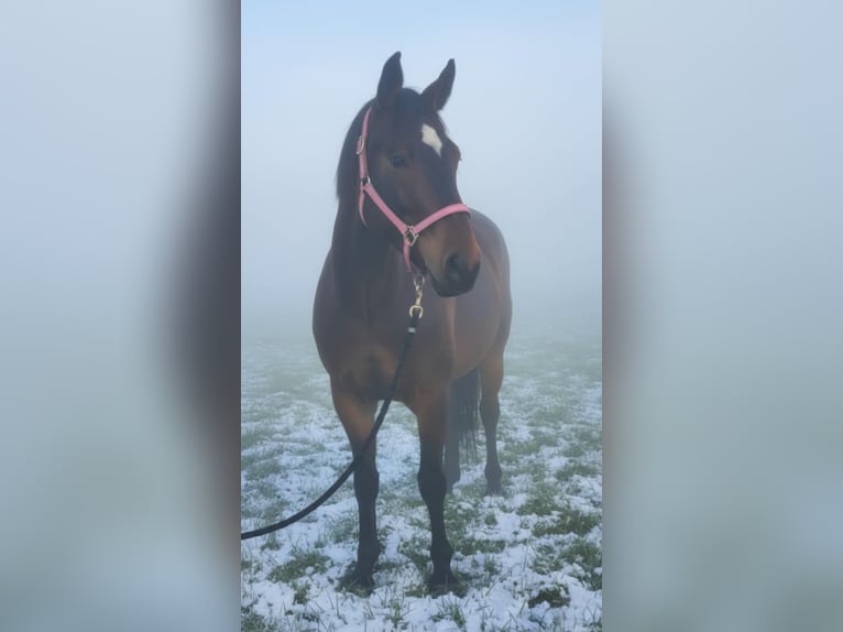 Lipizzaner Merrie 4 Jaar 160 cm Bruin in Mezőtur