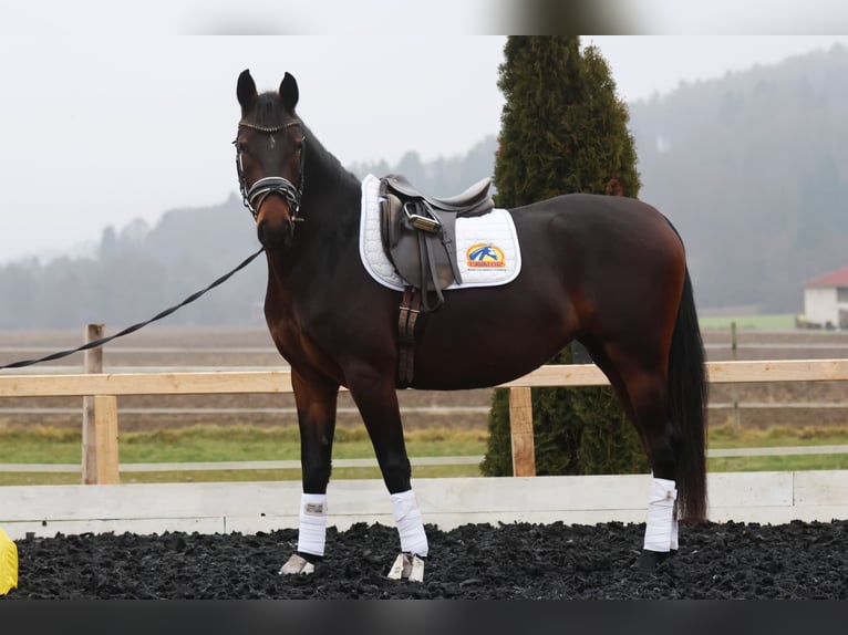 Lipizzaner Merrie 4 Jaar 165 cm Bruin in St Marein bei Graz