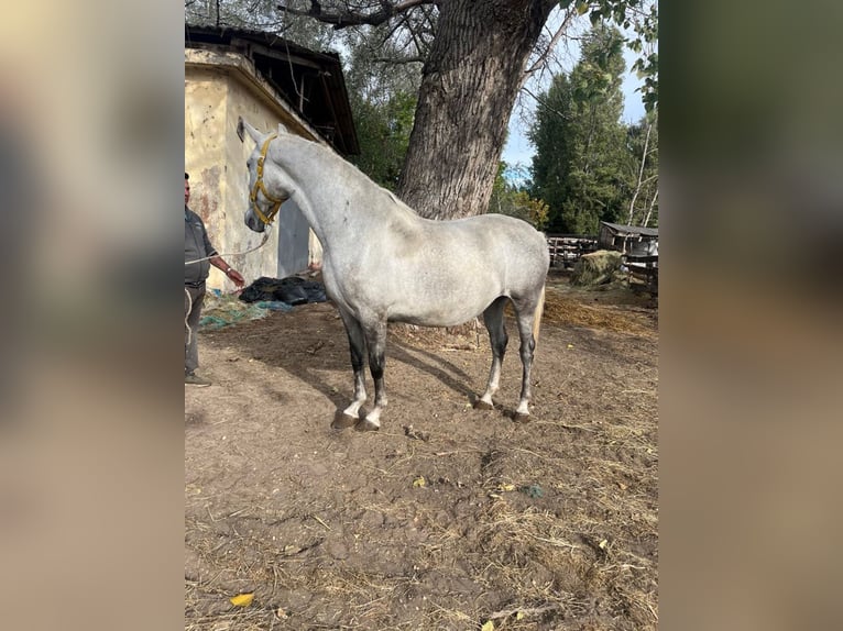 Lipizzaner Merrie 4 Jaar 170 cm Appelschimmel in Kiskunhalas