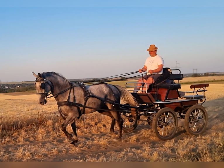 Lipizzaner Merrie 4 Jaar 173 cm Schimmel in Tordas