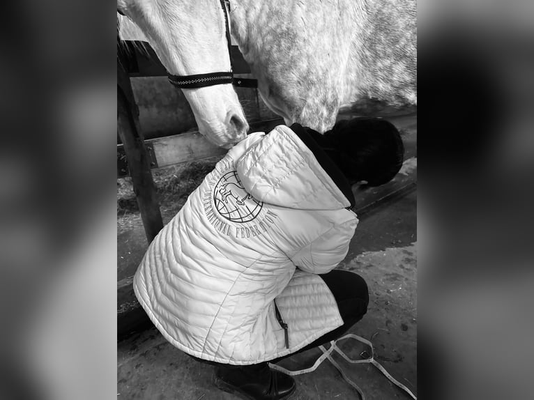 Lipizzaner Merrie 4 Jaar  in Fischamend