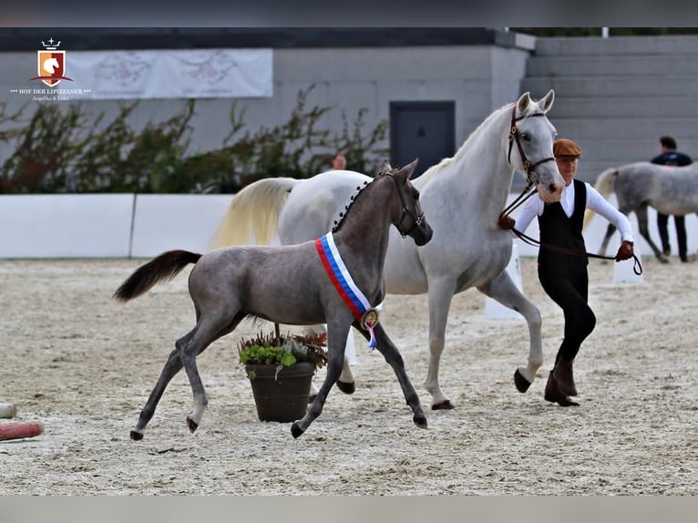 Lipizzaner Merrie 5 Jaar 158 cm Schimmel in Trnovska vas