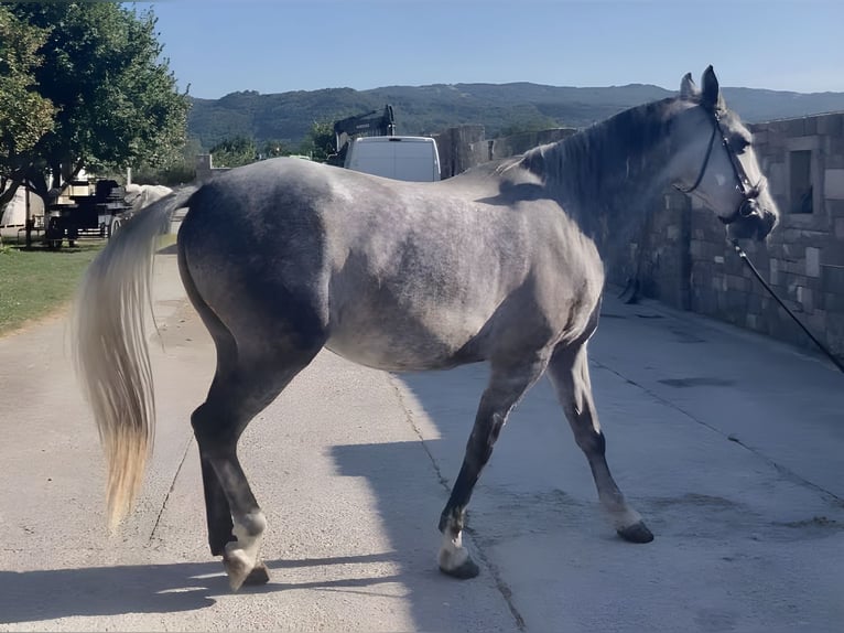 Lipizzaner Merrie 5 Jaar 164 cm Schimmel in Ajdovščina