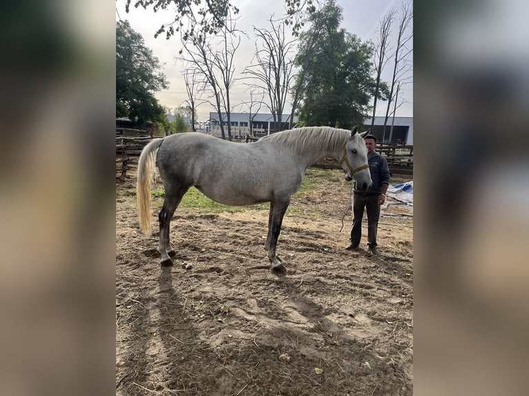 Lipizzaner Merrie 5 Jaar 170 cm Appelschimmel in Kiskunhalas