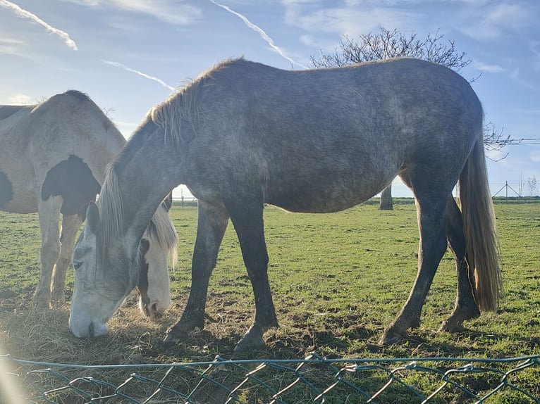 Lipizzaner Mix Merrie 5 Jaar Schimmel in Maarkedal