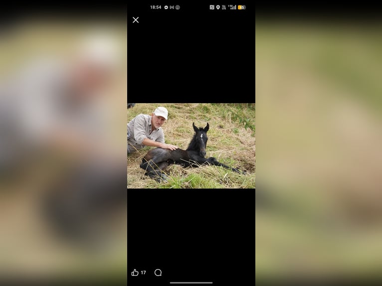 Lipizzaner Mix Merrie 5 Jaar Schimmel in Maarkedal