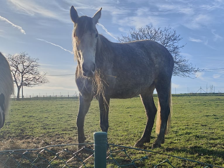 Lipizzaner Mix Merrie 5 Jaar Schimmel in Maarkedal