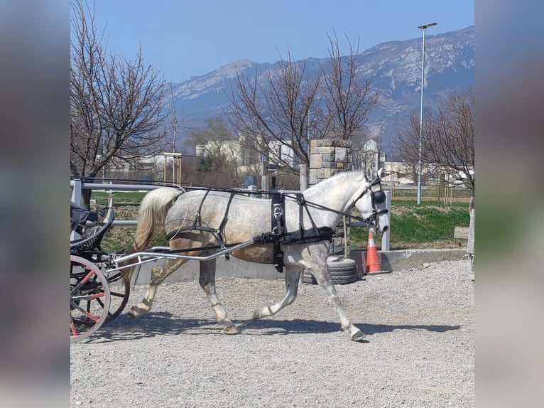 Lipizzaner Merrie 5 Jaar Wit in Ajdovscina