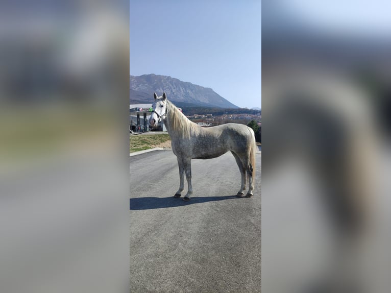 Lipizzaner Merrie 5 Jaar Wit in Ajdovscina