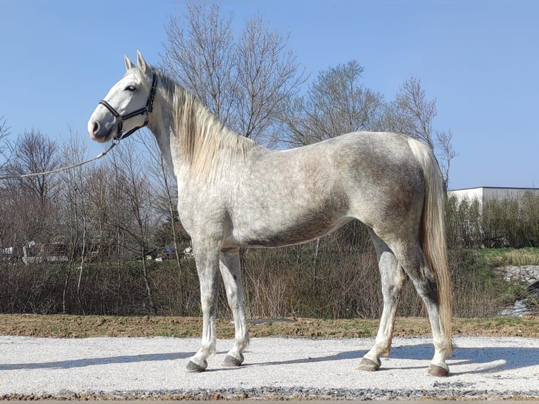 Lipizzaner Merrie 5 Jaar Wit in Ajdovscina