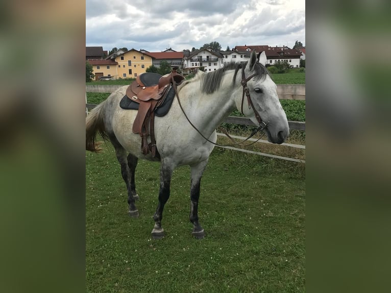 Lipizzaner Mix Merrie 6 Jaar 160 cm Appelschimmel in Gangkofen