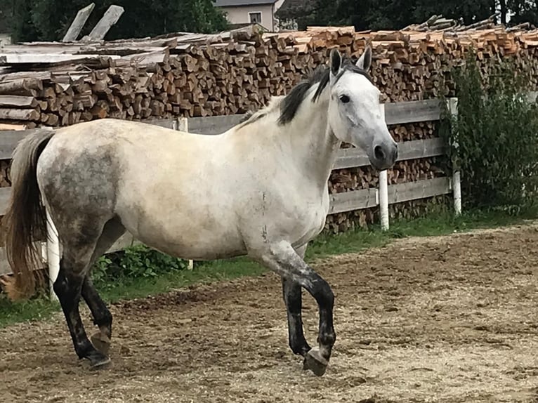 Lipizzaner Mix Merrie 6 Jaar 160 cm Appelschimmel in Gangkofen